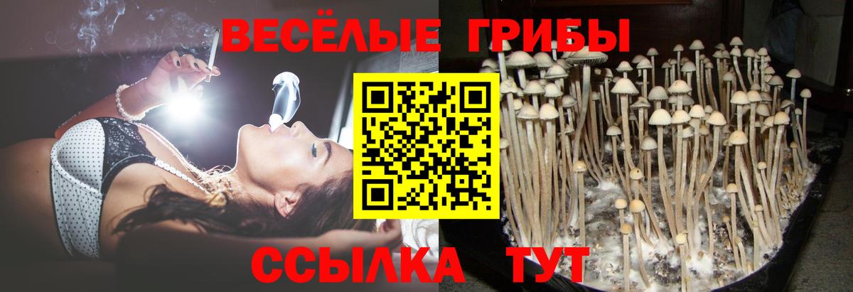 Псилоцибиновые грибы ЛСД Майкоп